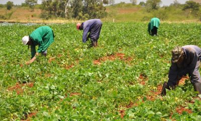 Bayelsa Govt Approves Farming Days For Civil Servants