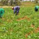 Bayelsa Govt Approves Farming Days For Civil Servants