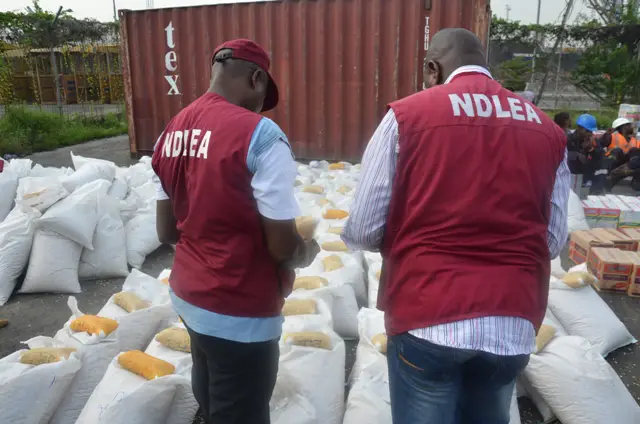 NDLEA Nab 319 Suspects, Seizes Tonnes Of Illicit Drugs In Kano Raids